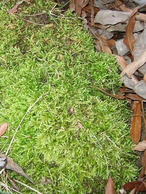 Moss