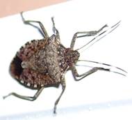 Description: Brown Marmorated Stink Bug 003.MR.JPG